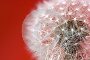 Dandelions Close-Up with a red background