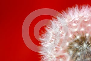 Dandelions Close-Up with a red background