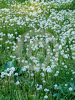 Dandelions cover grass field