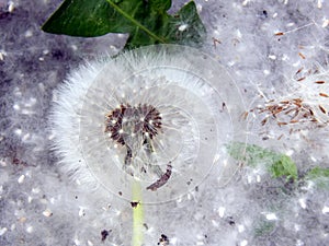 Dandelions covered with poplar fluff