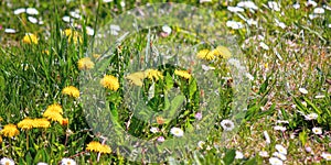 Dandelions and daises close up on the green lawn