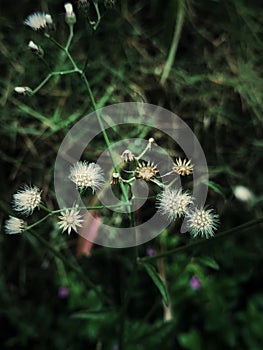 Dandelions with the dark background, the object appears in beautiful contrast.