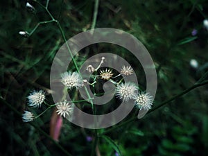 Dandelions with the dark background, the object appears in beautiful contrast.