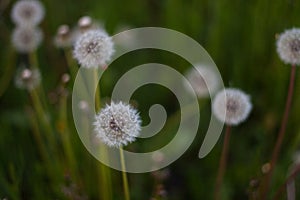 Dandelions on a darker leafy background