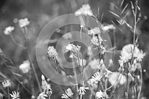 Dandelions in a field