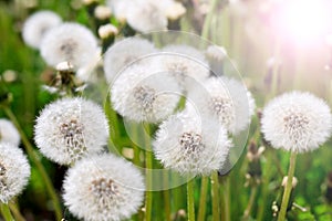 Dandelions in field