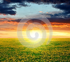 Dandelions field