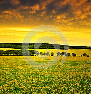 Dandelions field