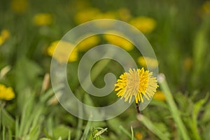 Dandelions in field