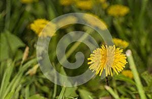 Dandelions in field