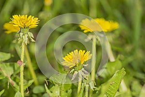 Dandelions in field