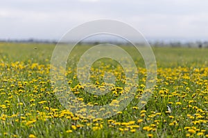 Dandelions field background on spring sunny day. Blooming dandelion. Meadow with dandelions Taraxacum officinale in May.