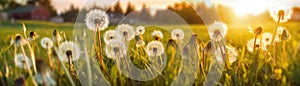 Dandelions Field On Blurred Sunrise Background. Banner For Web. Generative AI