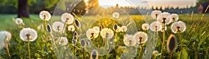 Dandelions Field Blurred Sunrise Banner Background. Generative AI