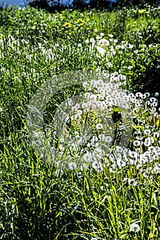 Dandelions in the field