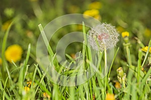 Dandelions in field close up