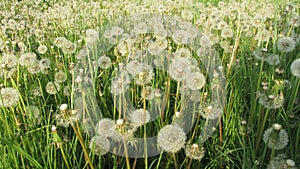 Dandelions