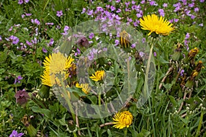 Dandelions in a field of grass and tiny pink flowers