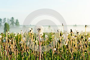 Dandelions field with morning rays of sunlight. Outdoors sunrise