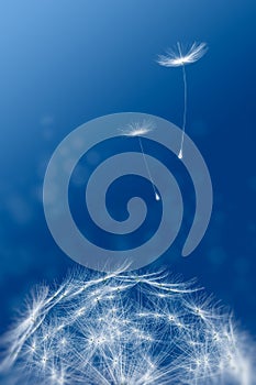 Dandelions floating on a blue tinted background