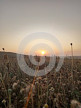 Dandelions flower with sunrise