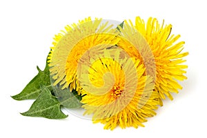 Dandelions flowers with dandelion leaf isolated