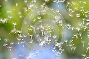 Dandelions fluff photo