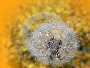 Dandelions fluff