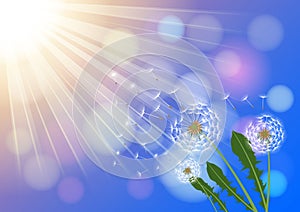 Dandelions with flying fluff on the blue sky and  sunlight background