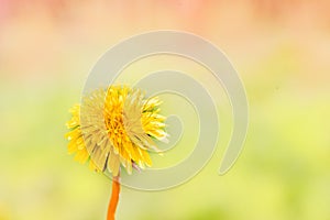 Dandelions in the garden,white seed ball. Close up with bokeh.A bud, a flower blooms, seeds. Life cycle. Stages of life, seasons.