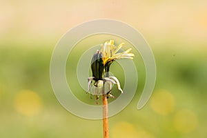 Dandelions in the garden,white seed ball. Close up with bokeh.A bud, a flower blooms, seeds. Life cycle. Stages of life, seasons.