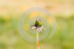 Dandelions in the garden,white seed ball. Close up with bokeh.A bud, a flower blooms, seeds. Life cycle. Stages of life, seasons.