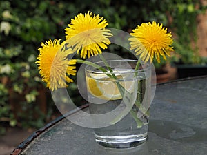 Dandelions in a glass of water still in the garden