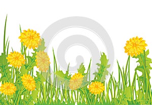 Dandelions in grass