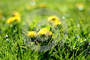 Dandelions in the grass, fresh morning picture.