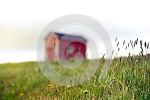 Dandelions and grass growing near tiny red building in field