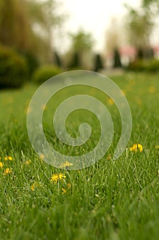 Dandelions and grass on the lawn