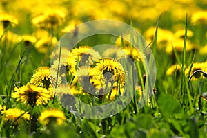 Dandelions in Grass meadow