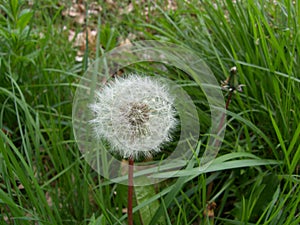 DANDELIONS IN THE GRASS