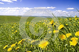 Dandelions, grass and sky