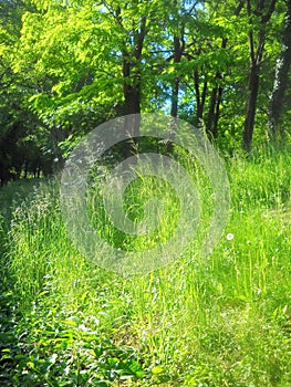 Dandelions in grassland by acacias` grove