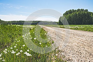 Dandelions by the gravel road leading to the forest