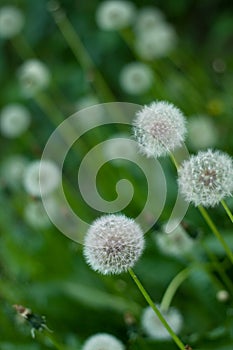 Dandelions on the green field