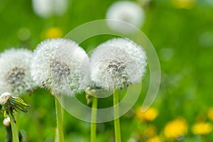 Dandelions on the green grass