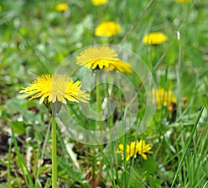 Flourished dandelions in green grass