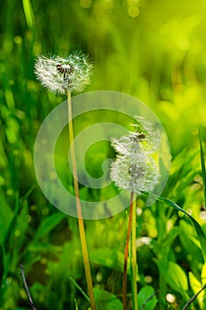 Dandelions on green grass background. Selective focus. Springtime