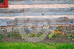 Dandelions green grass at base of rustic colonial log cabin exterior