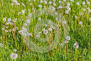 Dandelions on green meadow