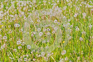 Dandelions on green meadow