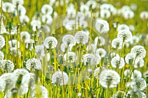 Dandelions in a green meadow on a sunny day